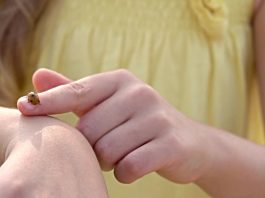 The tiny tale of Tinkle the bug bug