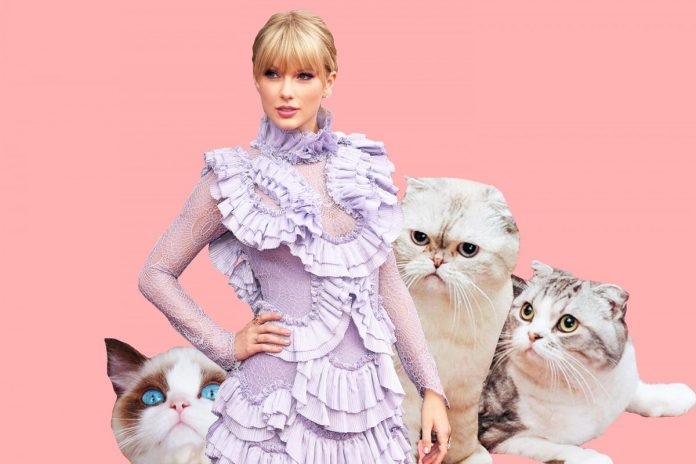 taylor swift's cats